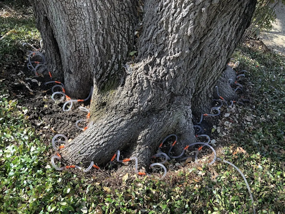 Detailed Tree Cabling and Bracing job site in Wildwood