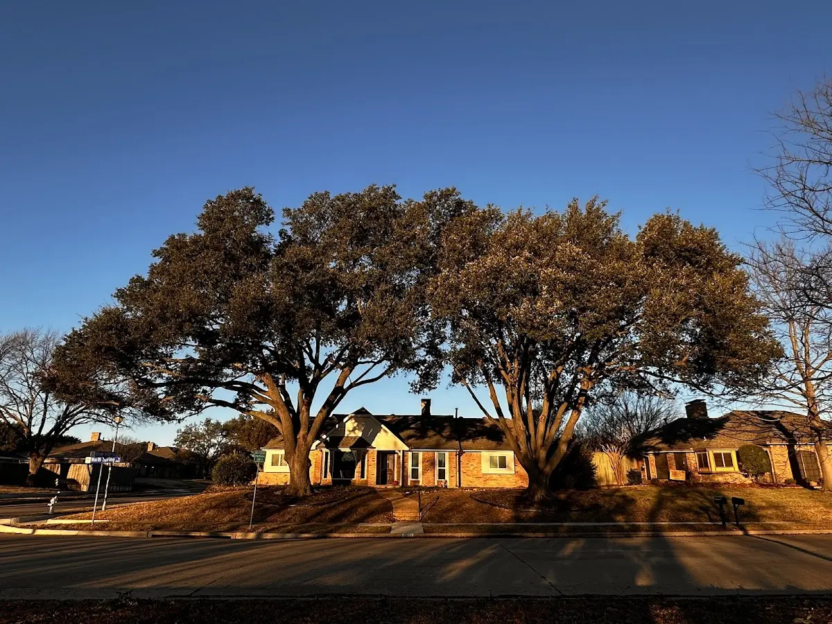 Established residential canopy tree shading a home in Wildwood
