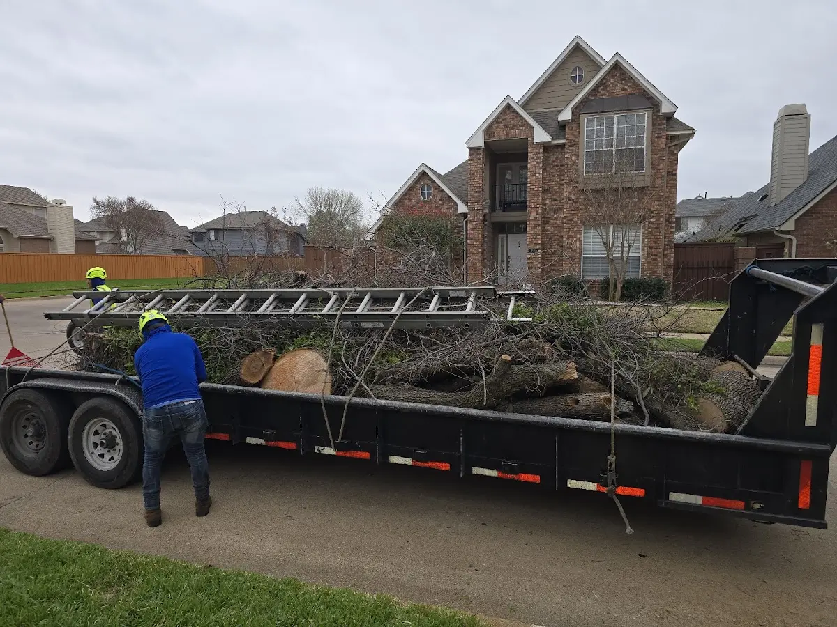 Expert Tree Removal with proper safety equipment in Wildwood